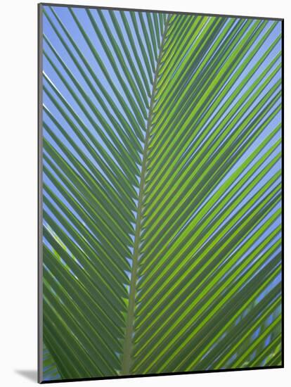 Detail of a Palm Tree Leaf (Frond), Mahe Island, Seychelles, Indian Ocean, Africa-Gavin Hellier-Mounted Photographic Print