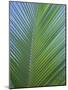 Detail of a Palm Tree Leaf (Frond), Mahe Island, Seychelles, Indian Ocean, Africa-Gavin Hellier-Mounted Photographic Print