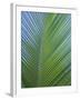 Detail of a Palm Tree Leaf (Frond), Mahe Island, Seychelles, Indian Ocean, Africa-Gavin Hellier-Framed Photographic Print