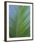 Detail of a Palm Tree Leaf (Frond), Mahe Island, Seychelles, Indian Ocean, Africa-Gavin Hellier-Framed Photographic Print