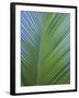 Detail of a Palm Tree Leaf (Frond), Mahe Island, Seychelles, Indian Ocean, Africa-Gavin Hellier-Framed Photographic Print