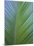 Detail of a Palm Tree Leaf (Frond), Mahe Island, Seychelles, Indian Ocean, Africa-Gavin Hellier-Mounted Photographic Print