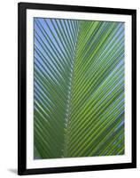 Detail of a Palm Tree Leaf (Frond), Mahe Island, Seychelles, Indian Ocean, Africa-Gavin Hellier-Framed Photographic Print