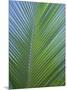 Detail of a Palm Tree Leaf (Frond), Mahe Island, Seychelles, Indian Ocean, Africa-Gavin Hellier-Mounted Photographic Print