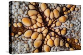 Detail of a Pin Cushion Starfish on a Reef in Indonesia-Stocktrek Images-Stretched Canvas