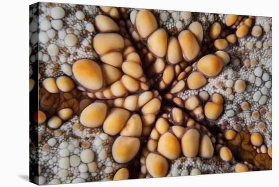 Detail of a Pin Cushion Starfish on a Reef in Indonesia-Stocktrek Images-Stretched Canvas
