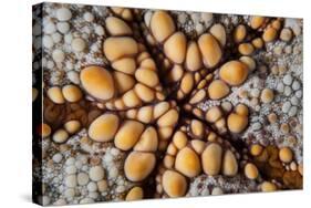 Detail of a Pin Cushion Starfish on a Reef in Indonesia-Stocktrek Images-Stretched Canvas