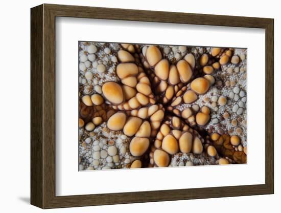 Detail of a Pin Cushion Starfish on a Reef in Indonesia-Stocktrek Images-Framed Photographic Print