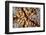 Detail of a Pin Cushion Starfish on a Reef in Indonesia-Stocktrek Images-Framed Photographic Print