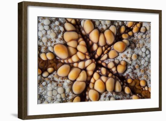 Detail of a Pin Cushion Starfish on a Reef in Indonesia-Stocktrek Images-Framed Photographic Print