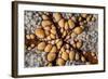 Detail of a Pin Cushion Starfish on a Reef in Indonesia-Stocktrek Images-Framed Photographic Print