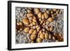 Detail of a Pin Cushion Starfish on a Reef in Indonesia-Stocktrek Images-Framed Photographic Print