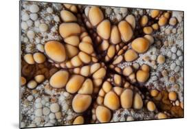 Detail of a Pin Cushion Starfish on a Reef in Indonesia-Stocktrek Images-Mounted Photographic Print