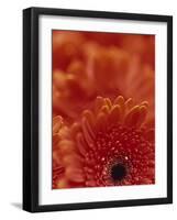 Detail of a Red Gerbera, Stacked-Murray Louise-Framed Photographic Print