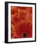 Detail of a Red Gerbera, Stacked-Murray Louise-Framed Photographic Print