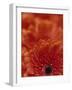 Detail of a Red Gerbera, Stacked-Murray Louise-Framed Photographic Print