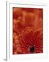 Detail of a Red Gerbera, Stacked-Murray Louise-Framed Photographic Print