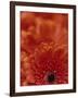 Detail of a Red Gerbera, Stacked-Murray Louise-Framed Photographic Print