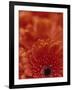 Detail of a Red Gerbera, Stacked-Murray Louise-Framed Photographic Print