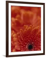 Detail of a Red Gerbera, Stacked-Murray Louise-Framed Photographic Print