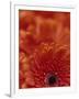 Detail of a Red Gerbera, Stacked-Murray Louise-Framed Photographic Print