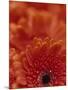 Detail of a Red Gerbera, Stacked-Murray Louise-Mounted Photographic Print
