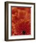 Detail of a Red Gerbera, Stacked-Murray Louise-Framed Photographic Print