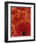 Detail of a Red Gerbera, Stacked-Murray Louise-Framed Photographic Print