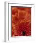 Detail of a Red Gerbera, Stacked-Murray Louise-Framed Photographic Print