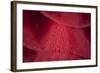 Detail of a Ribbon of Spanish Dancer Nudibranch Eggs-Stocktrek Images-Framed Photographic Print