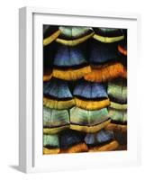 Detail of a Turkey Feather-Darrell Gulin-Framed Photographic Print