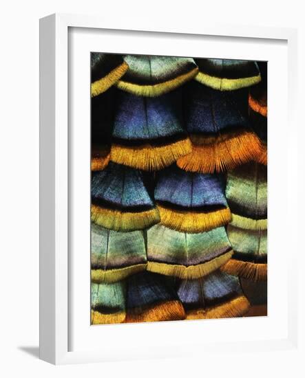 Detail of a Turkey Feather-Darrell Gulin-Framed Photographic Print