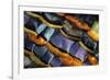 Detail of a Turkey Feather-Darrell Gulin-Framed Photographic Print