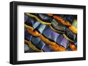 Detail of a Turkey Feather-Darrell Gulin-Framed Photographic Print