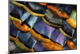 Detail of a Turkey Feather-Darrell Gulin-Mounted Photographic Print