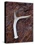 Detail of an Antler on a Rock Found on the Mountain Side of Davis Mountain Preserve, Texas-Ian Shive-Stretched Canvas