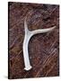 Detail of an Antler on a Rock Found on the Mountain Side of Davis Mountain Preserve, Texas-Ian Shive-Stretched Canvas