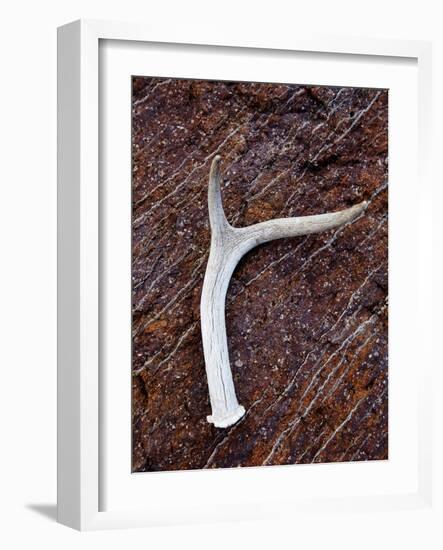 Detail of an Antler on a Rock Found on the Mountain Side of Davis Mountain Preserve, Texas-Ian Shive-Framed Photographic Print