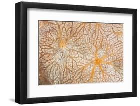 Detail of an Encrusting Sponge Growing on a Reef in Indonesia-Stocktrek Images-Framed Premium Photographic Print