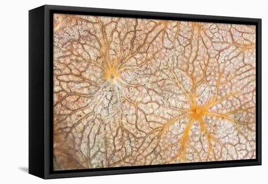 Detail of an Encrusting Sponge Growing on a Reef in Indonesia-Stocktrek Images-Framed Stretched Canvas