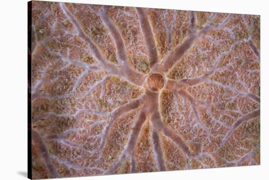 Detail of an Encrusting Sponge Growing on a Reef in Indonesia-Stocktrek Images-Stretched Canvas