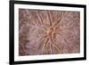 Detail of an Encrusting Sponge Growing on a Reef in Indonesia-Stocktrek Images-Framed Photographic Print