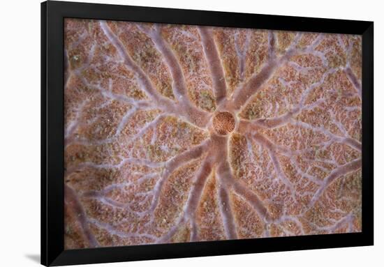 Detail of an Encrusting Sponge Growing on a Reef in Indonesia-Stocktrek Images-Framed Photographic Print