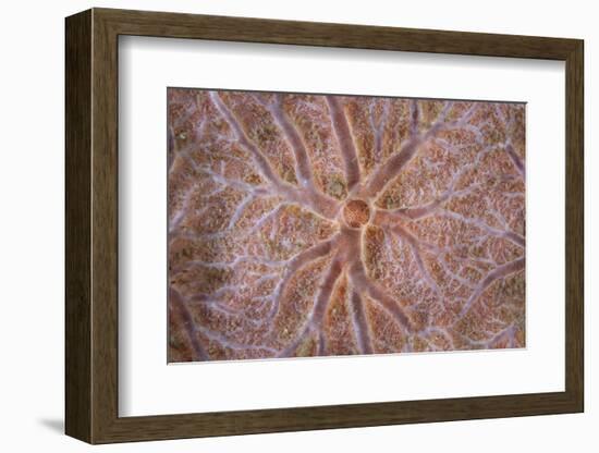 Detail of an Encrusting Sponge Growing on a Reef in Indonesia-Stocktrek Images-Framed Photographic Print