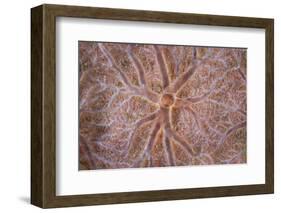 Detail of an Encrusting Sponge Growing on a Reef in Indonesia-Stocktrek Images-Framed Photographic Print