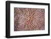 Detail of an Encrusting Sponge Growing on a Reef in Indonesia-Stocktrek Images-Framed Photographic Print