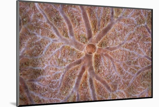 Detail of an Encrusting Sponge Growing on a Reef in Indonesia-Stocktrek Images-Mounted Photographic Print