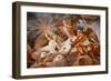 Detail of Apotheosis of Romulus, fresco-Mariano Rossi-Framed Giclee Print