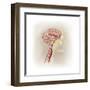 Detail of Ateries of the Human Head and the Trigeminal Nerve-null-Framed Art Print