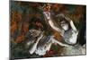 Detail of Ballerinas from The Rehearsal-Edgar Degas-Mounted Giclee Print